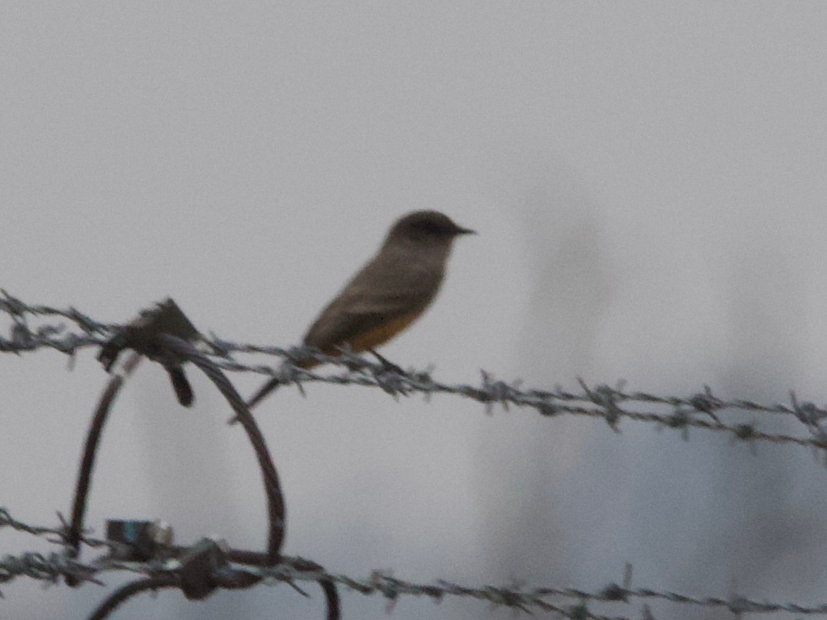 Say's Phoebe - ML625737451