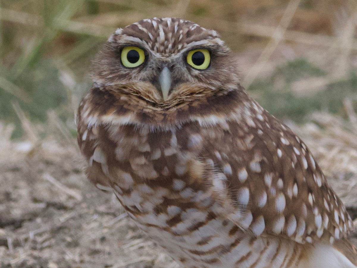 Burrowing Owl - ML625737486