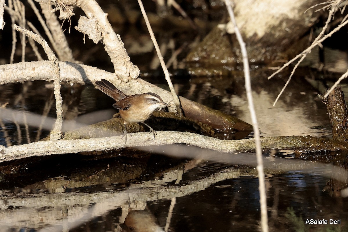 Moustached Warbler - ML625737584