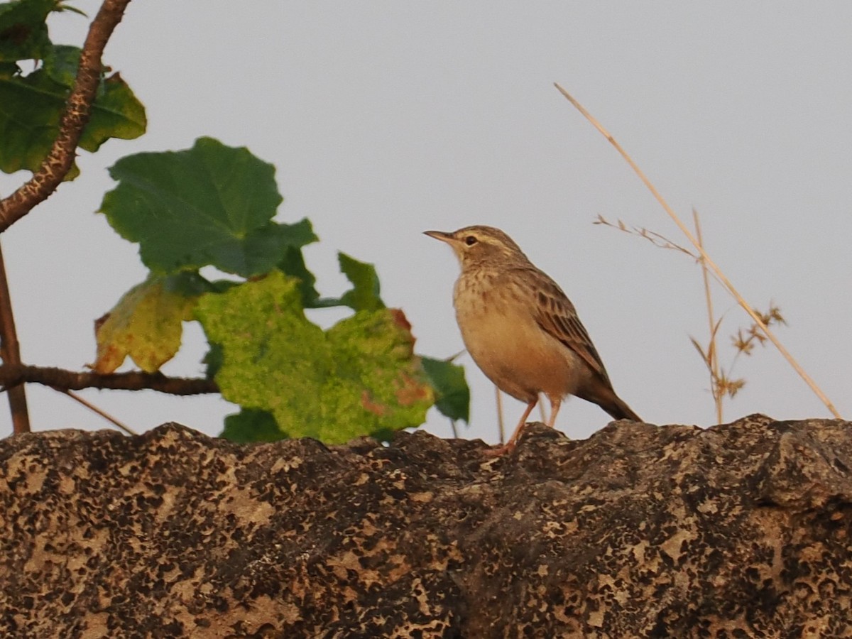 Pipit à long bec - ML625737631