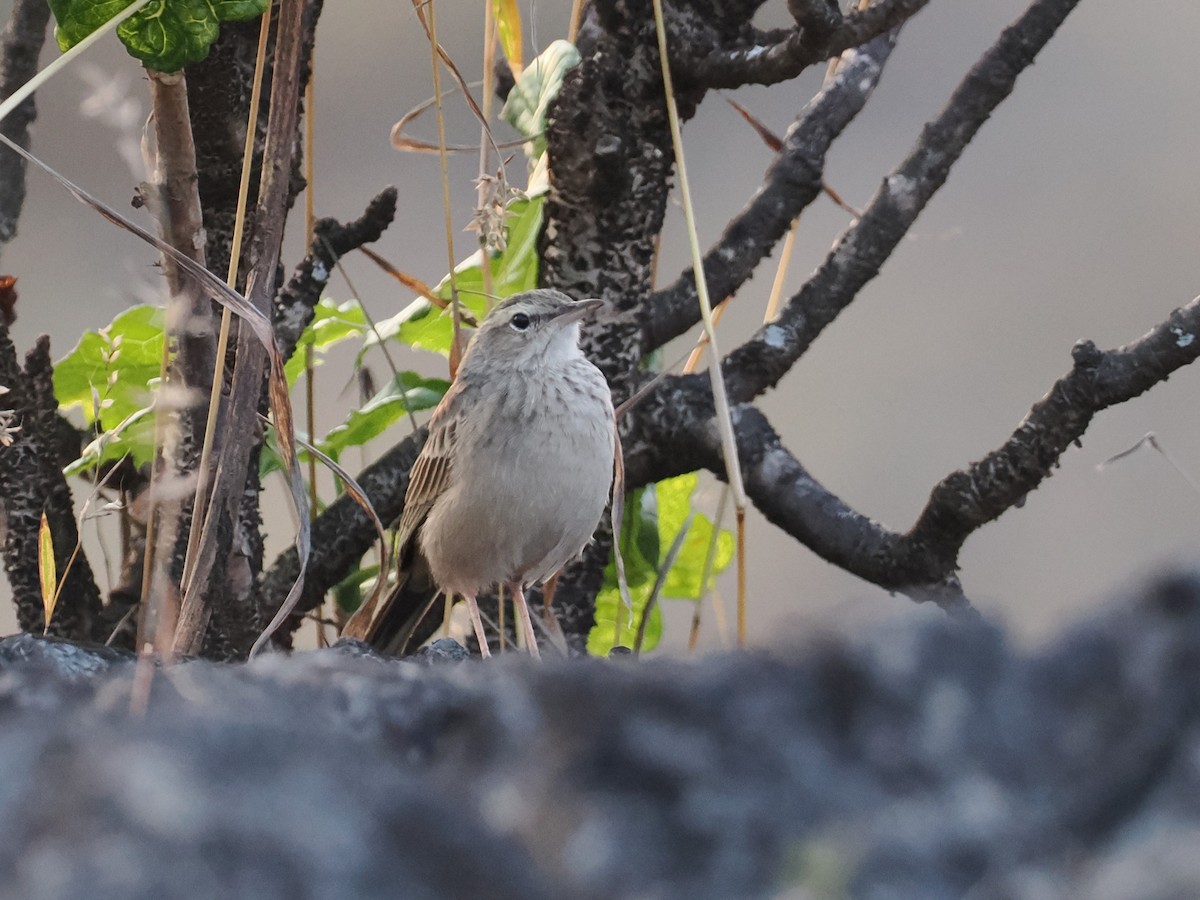 Pipit à long bec - ML625737632