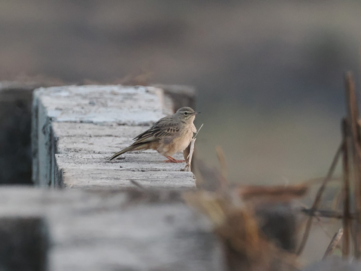 Pipit à long bec - ML625737633