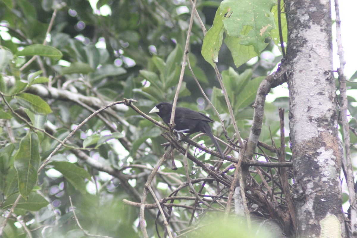 Yellow-billed Cacique - ML625737966