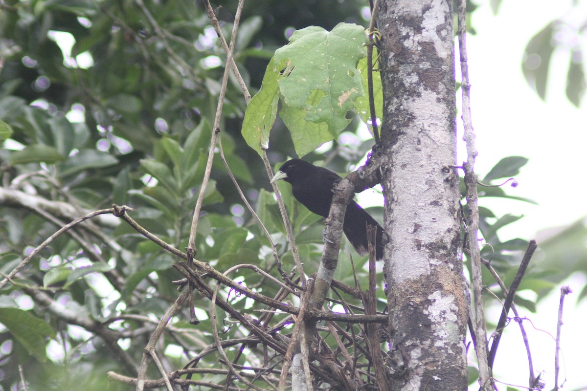 Yellow-billed Cacique - ML625737967