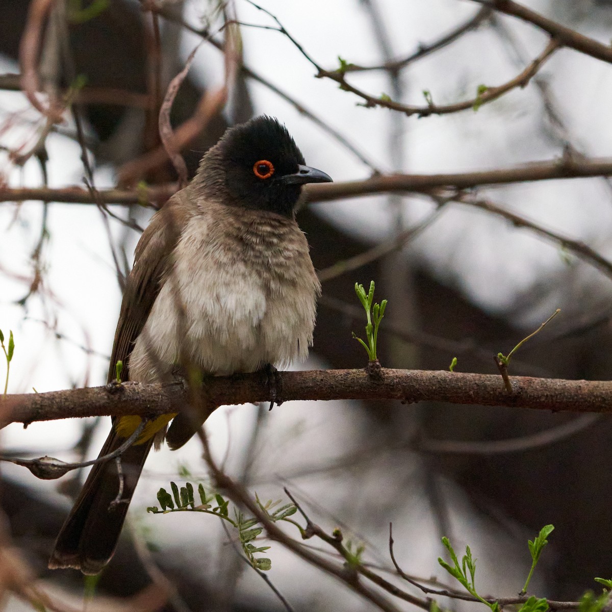 Black-fronted Bulbul - ML625738076