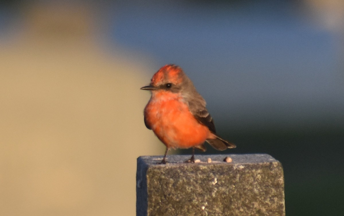 Vermilion Flycatcher - ML625738382