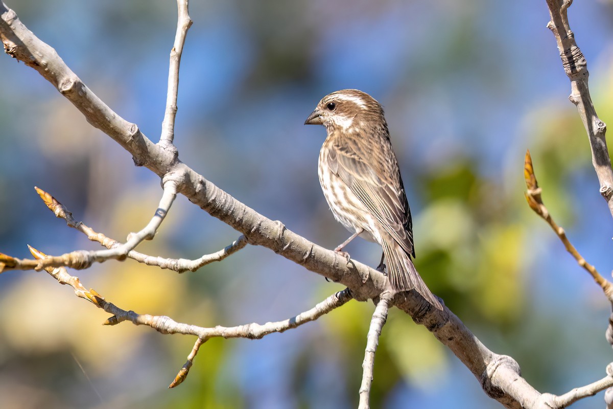 Purple Finch - ML625738766