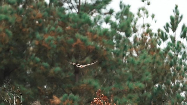 Northern Harrier - ML625738767