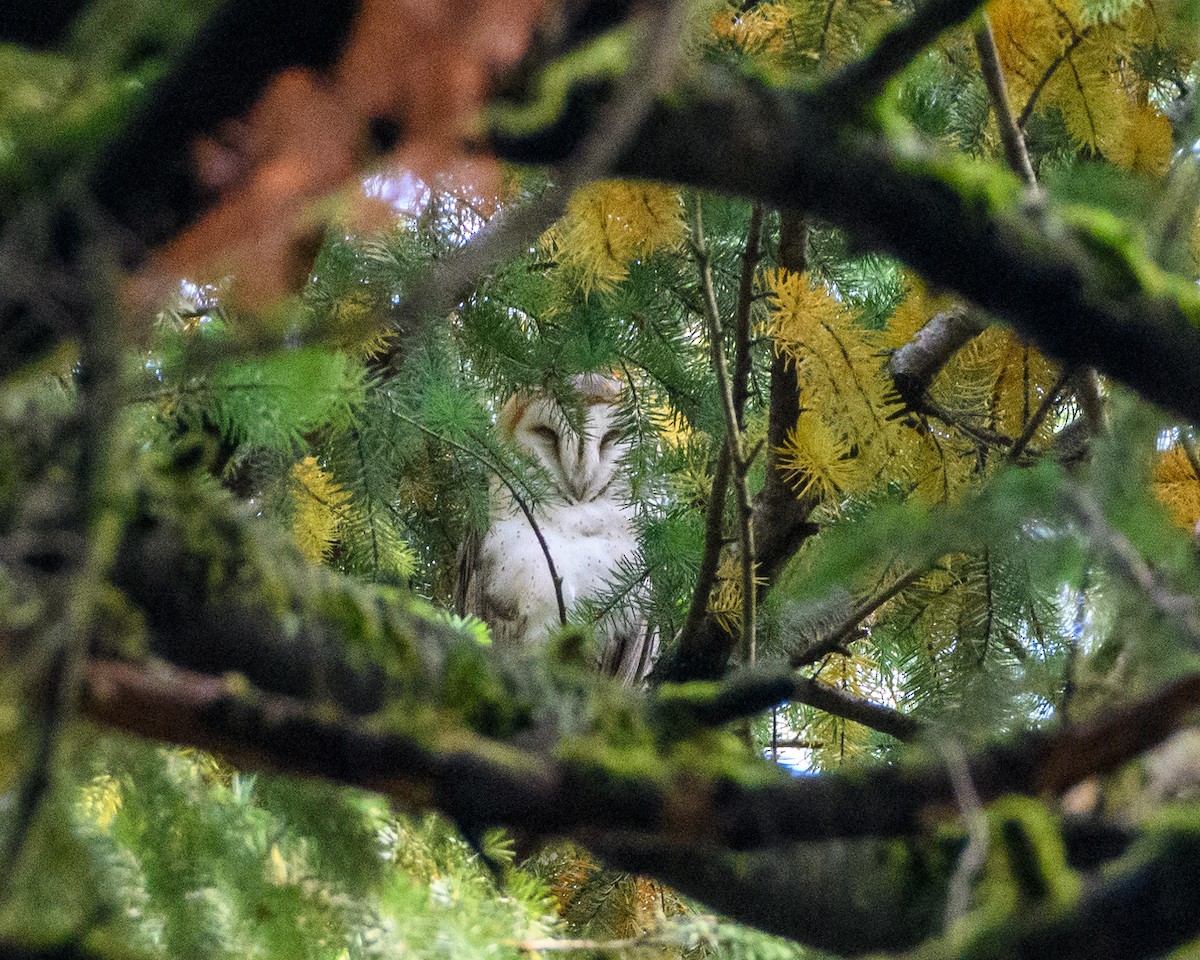 American Barn Owl - ML625738773