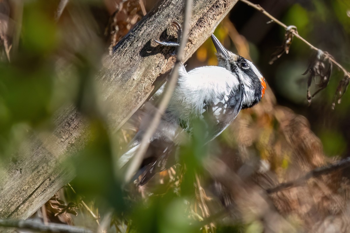 Hairy Woodpecker - ML625738774