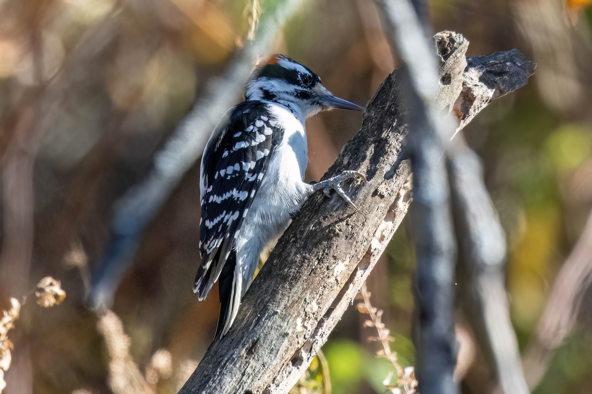 Hairy Woodpecker - ML625738775