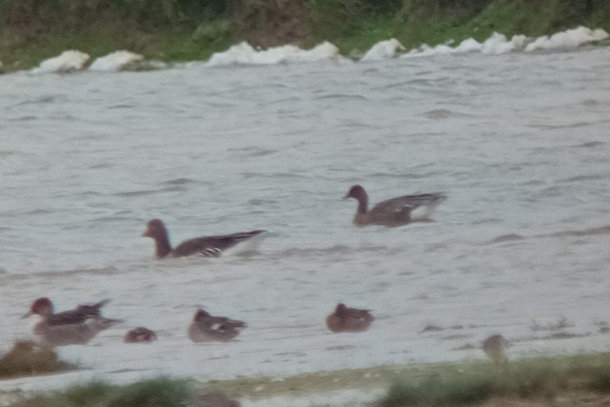 Pink-footed Goose - ML625738801