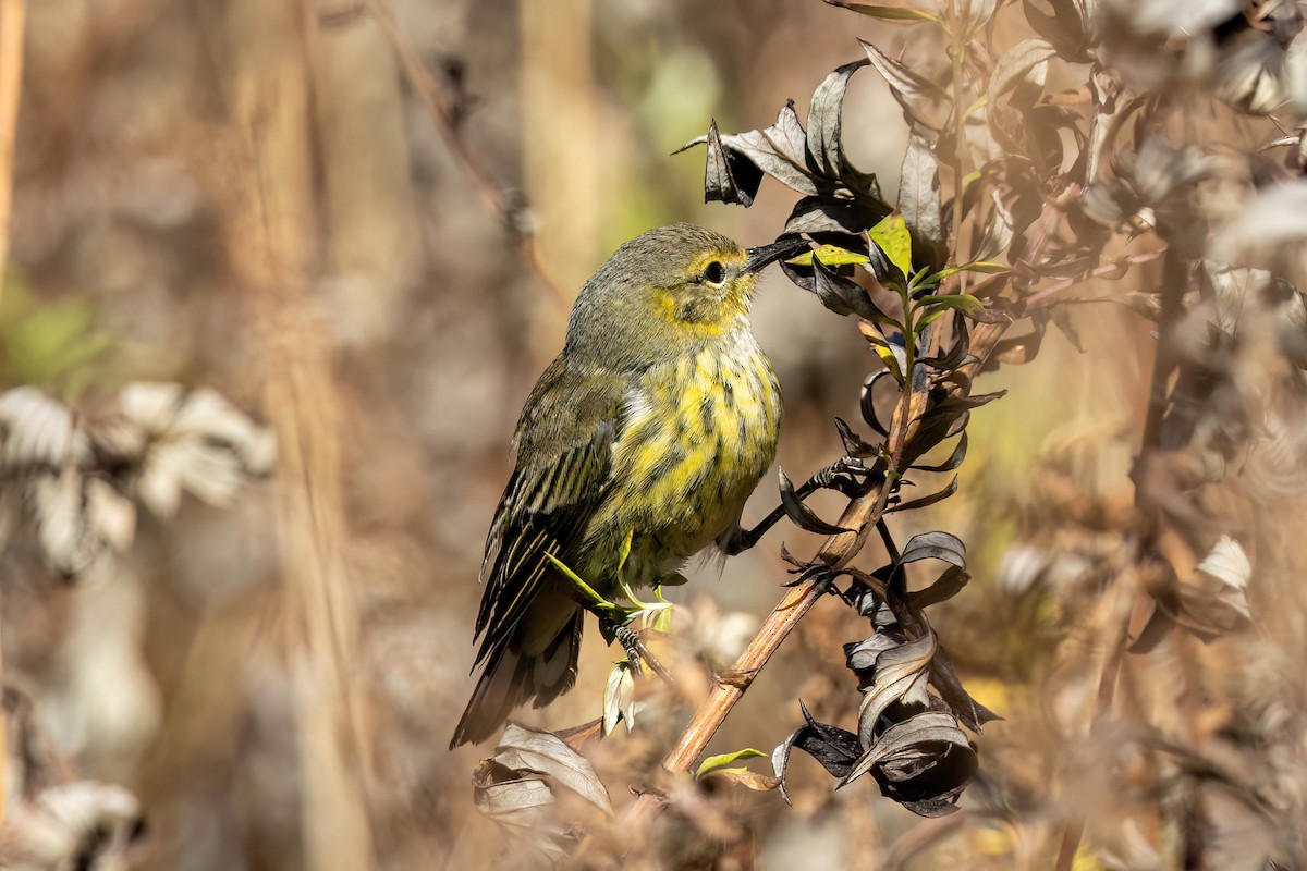 Cape May Warbler - ML625738802