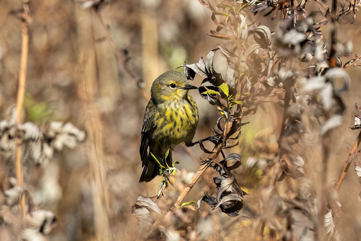 Cape May Warbler - ML625738804