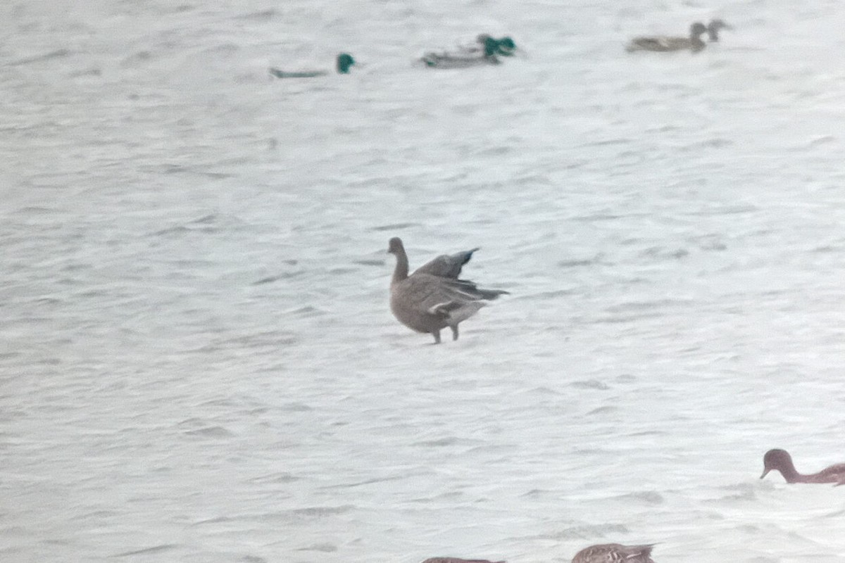 Pink-footed Goose - ML625738815