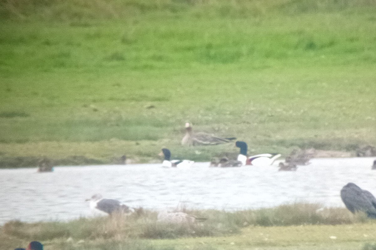 Greater White-fronted Goose - ML625738831