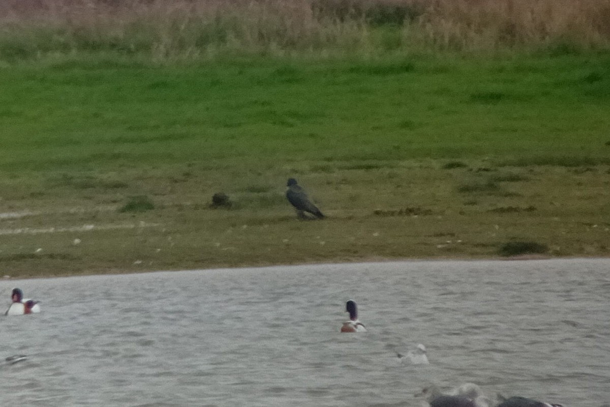 Peregrine Falcon - ML625738854