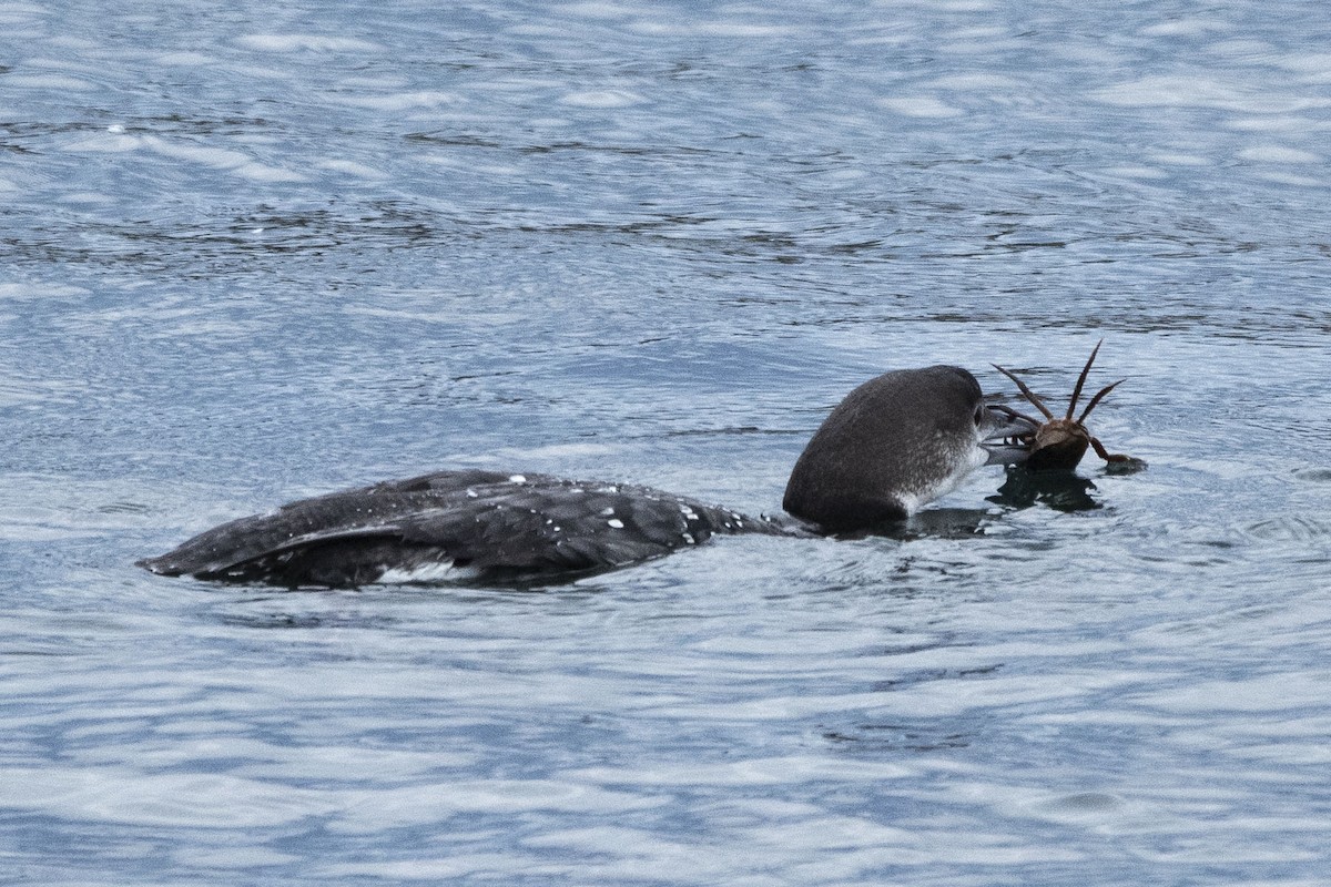 Common Loon - ML625738923