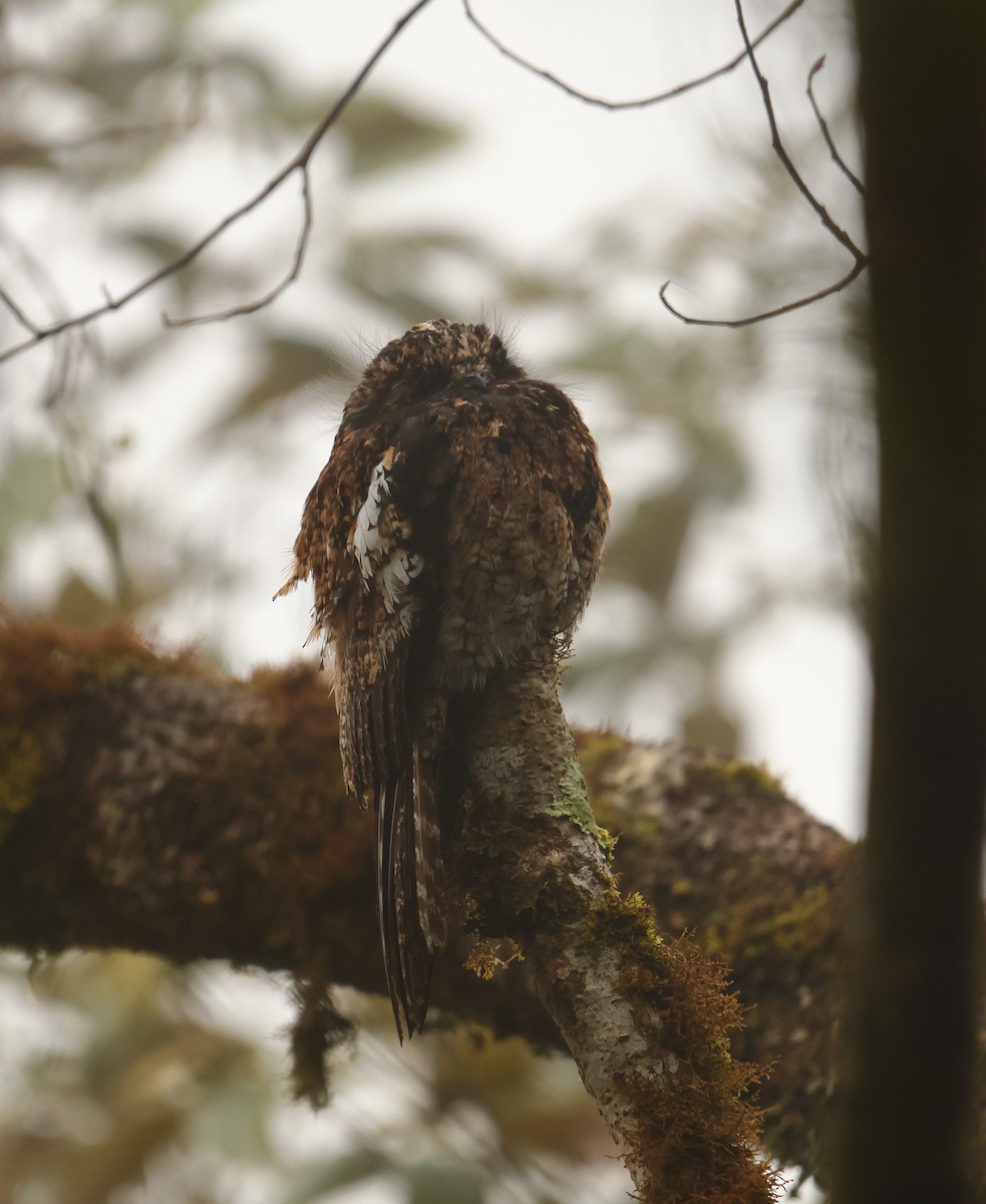 Andean Potoo - ML625738930