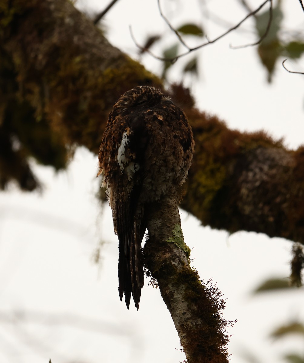 Andean Potoo - ML625738933