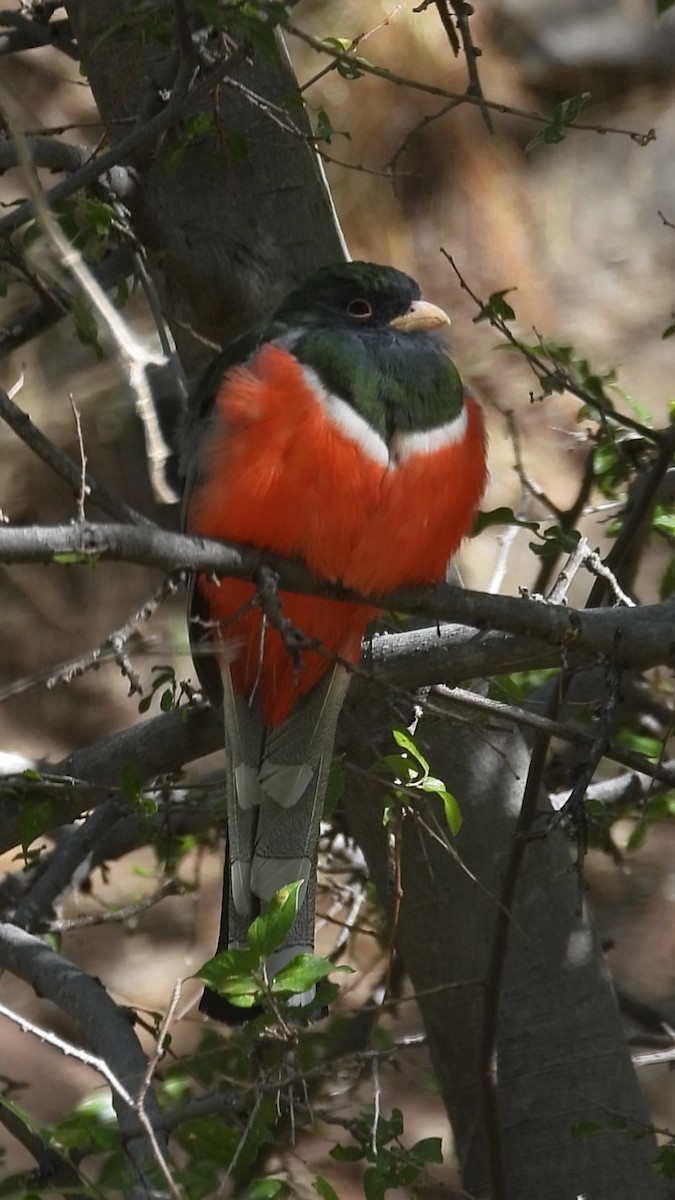 Elegant Trogon - ML625738994