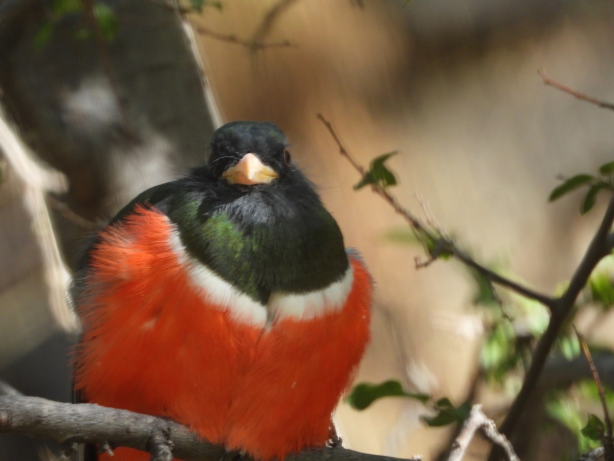 Elegant Trogon - ML625738995