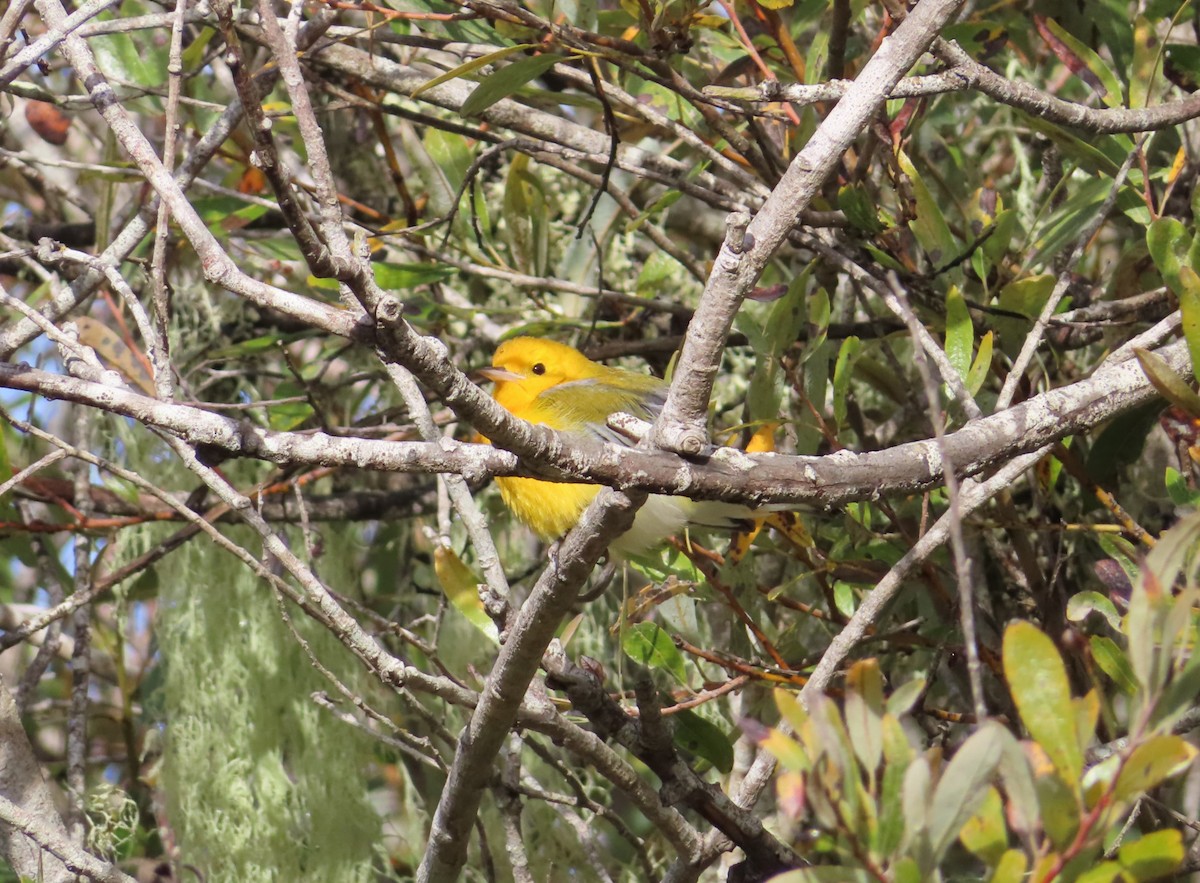 Prothonotary Warbler - ML625739060