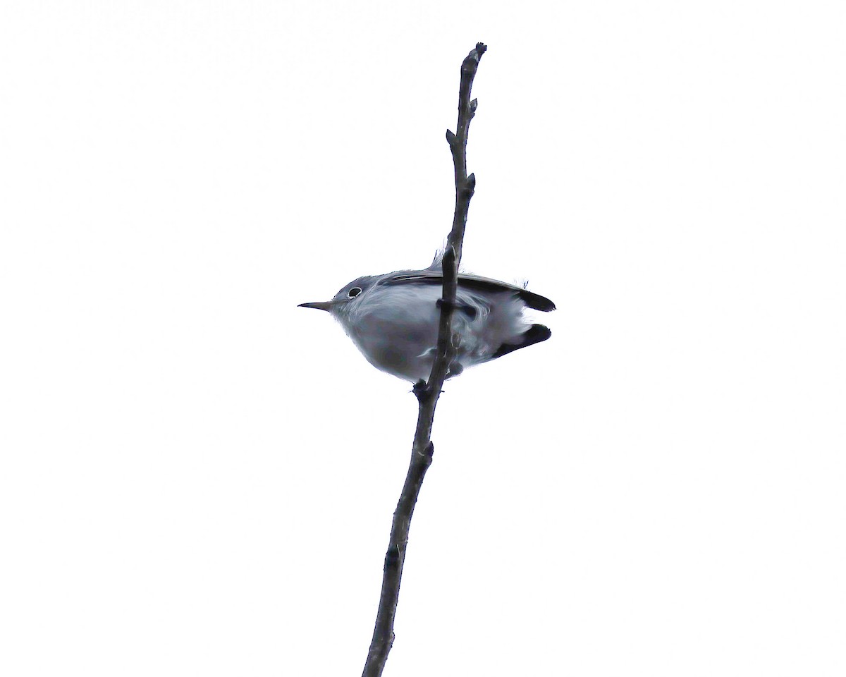 Blue-gray Gnatcatcher - ML625739153