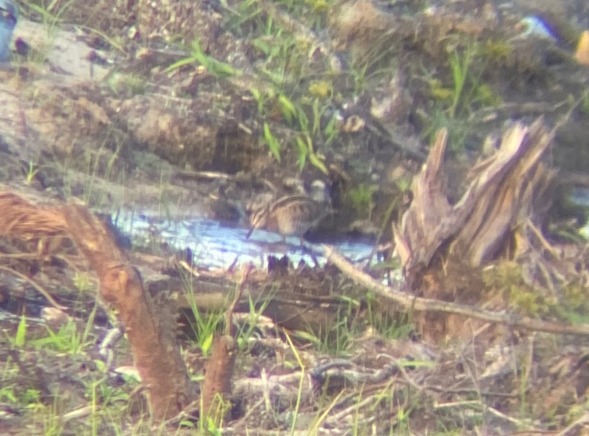 Wilson's Snipe - ML625739232