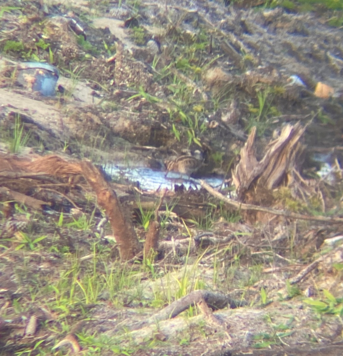 Wilson's Snipe - ML625739233