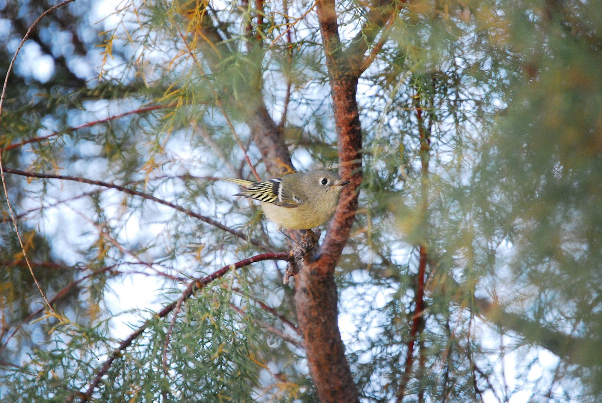 Ruby-crowned Kinglet - ML625739299