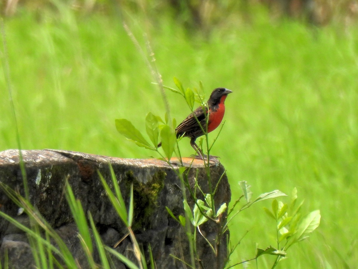 ムネアカマキバドリ - ML625739311