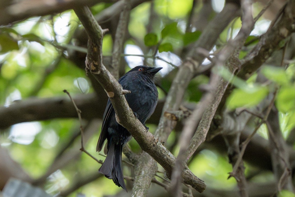 Square-tailed Drongo - ML625739377