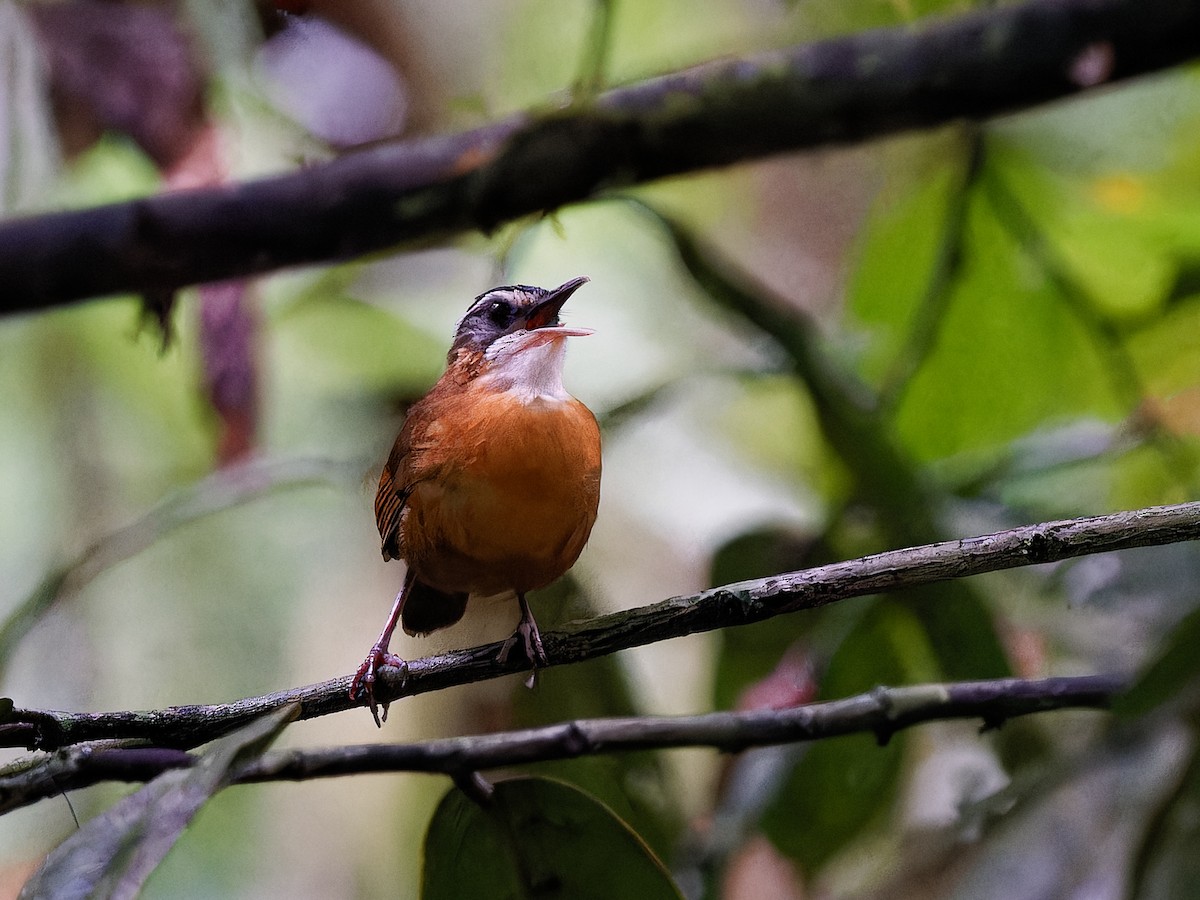 Bornean Black-capped Babbler - ML625739385