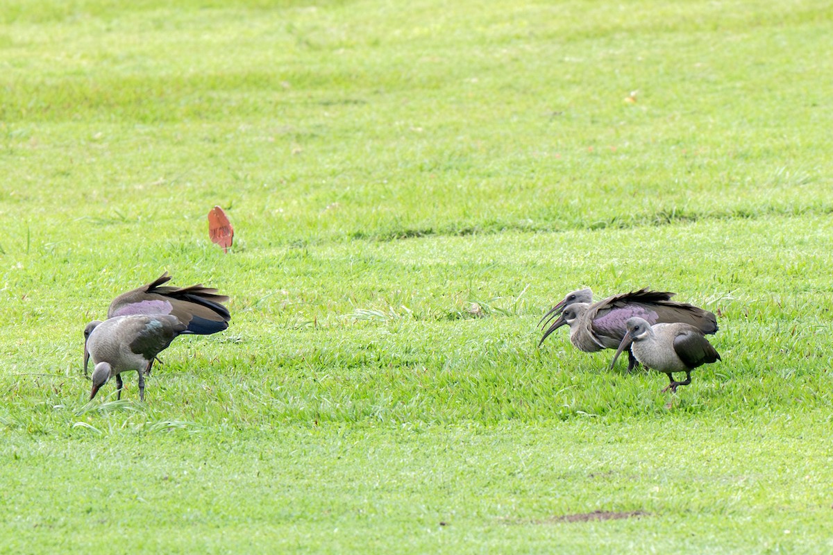Hadada Ibis - ML625739418