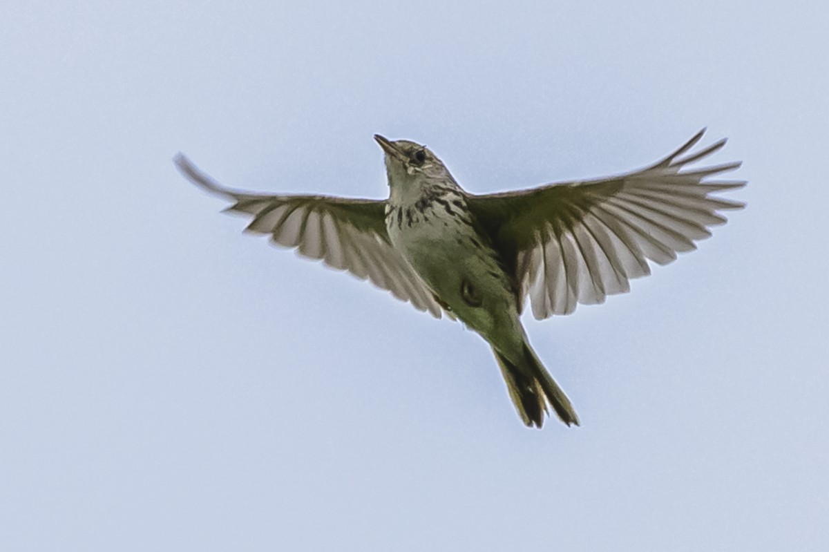 Hellmayr's Pipit - ML625739990