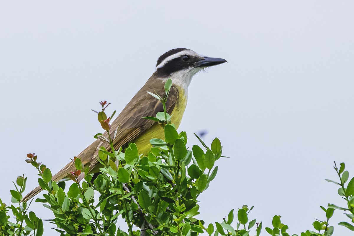 Great Kiskadee - ML625740000