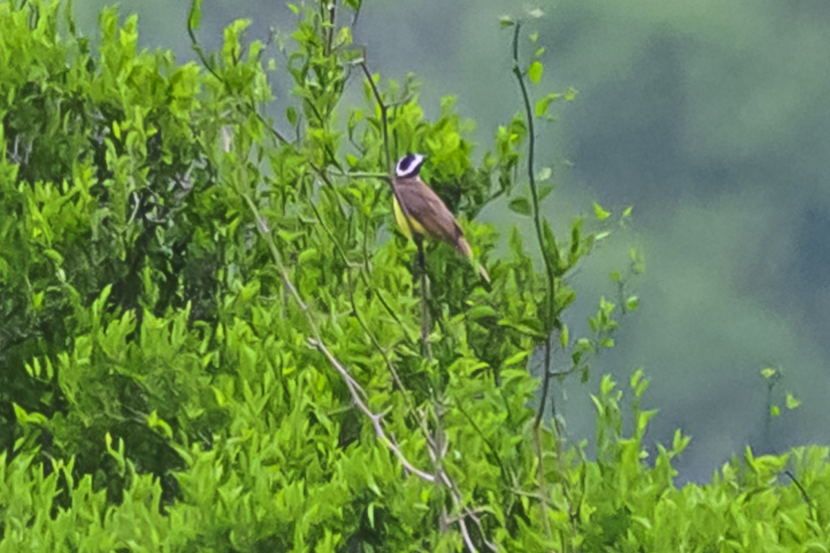 Great Kiskadee - ML625740294