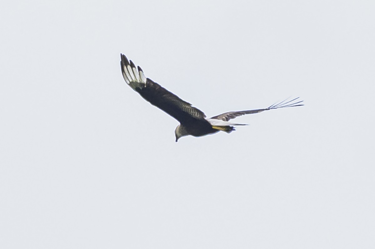 Crested Caracara - ML625740318