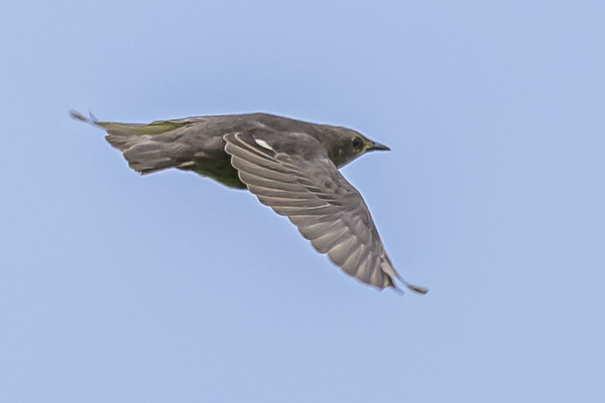 European Starling - ML625740341