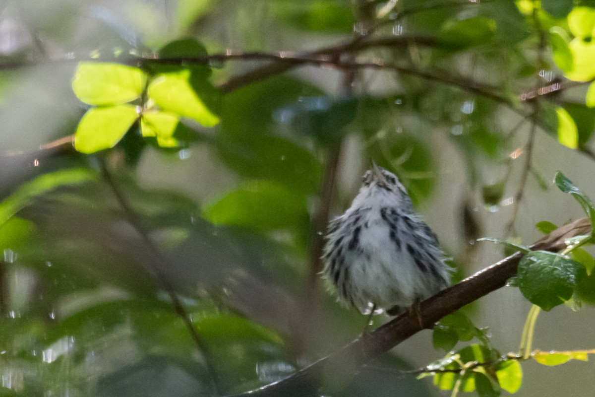 Black-and-white Warbler - ML625740493