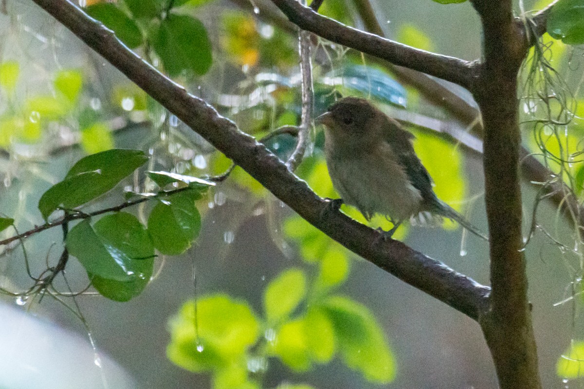 Indigo Bunting - ML625740535