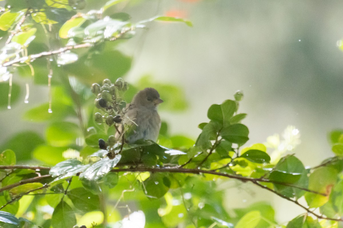 Indigo Bunting - ML625740536