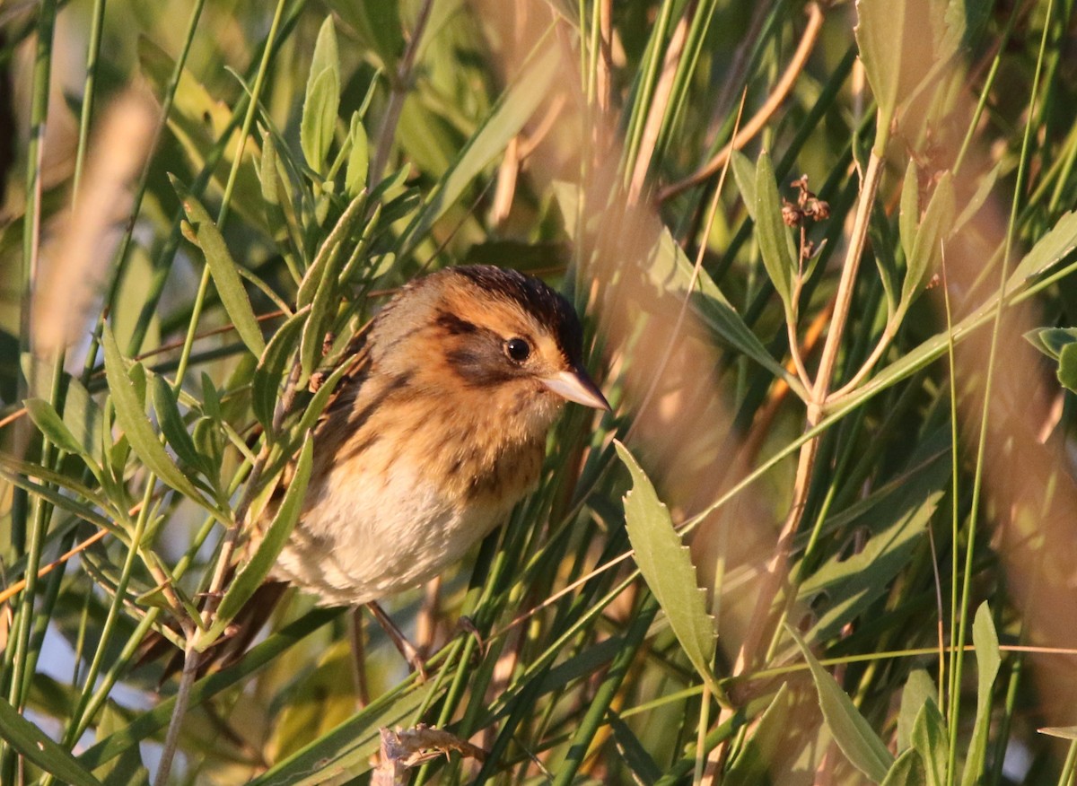 Nelson's Sparrow - ML625740762