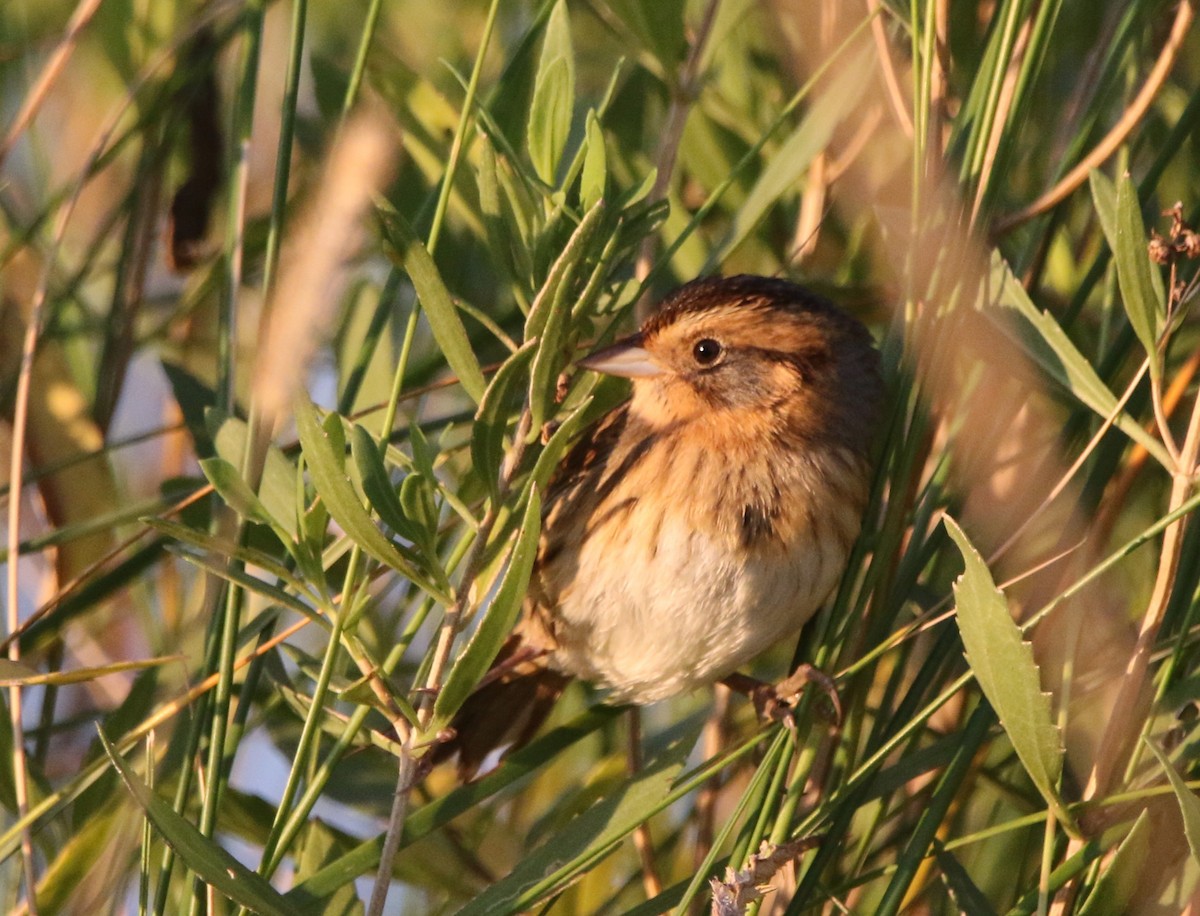 Nelson's Sparrow - ML625740765