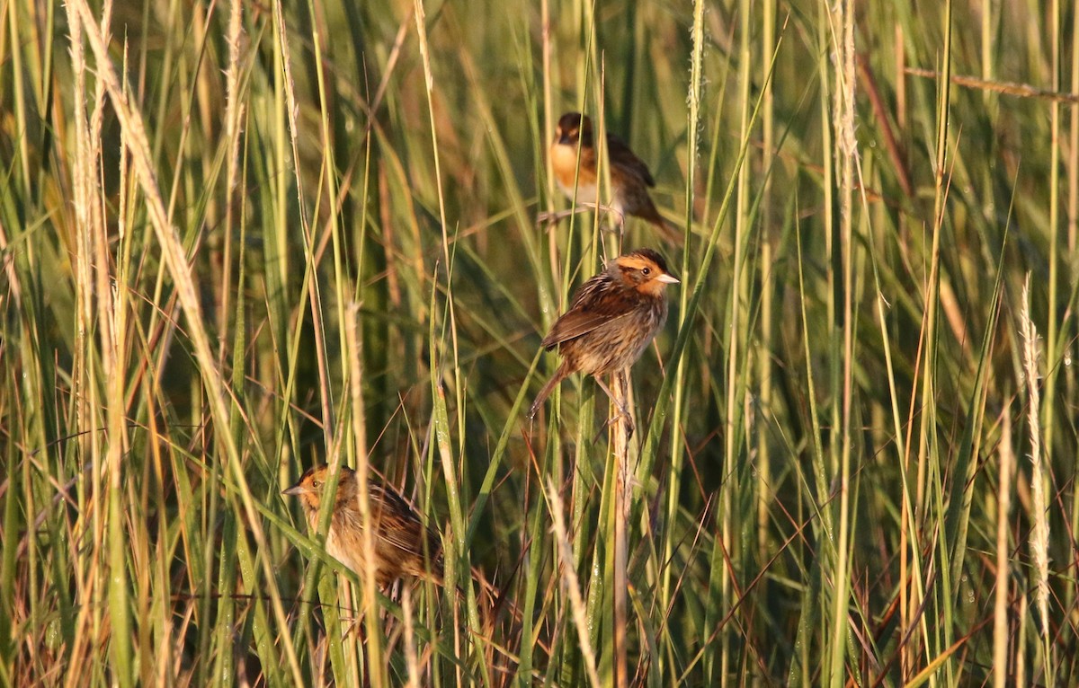 Nelson's Sparrow - ML625740769