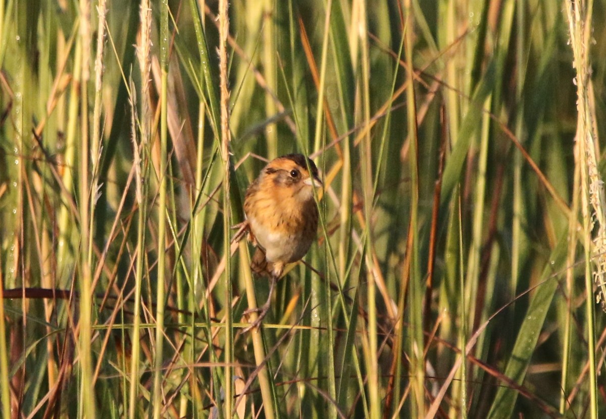 Nelson's Sparrow - ML625740773