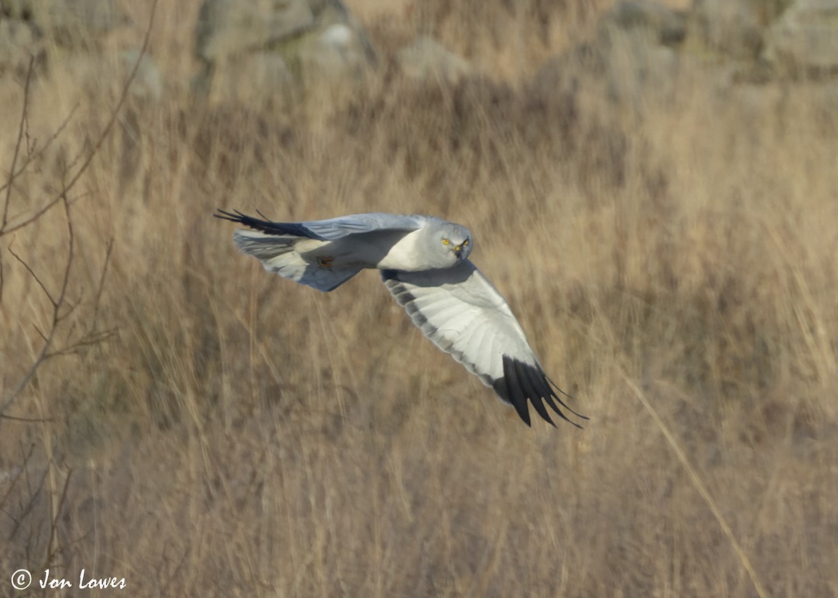 Hen Harrier - ML625740776