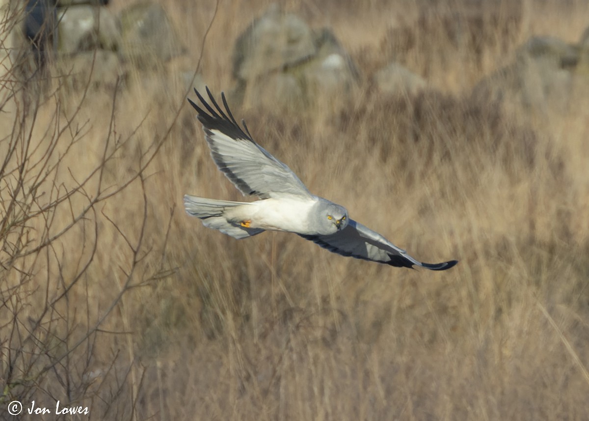 Hen Harrier - ML625740777