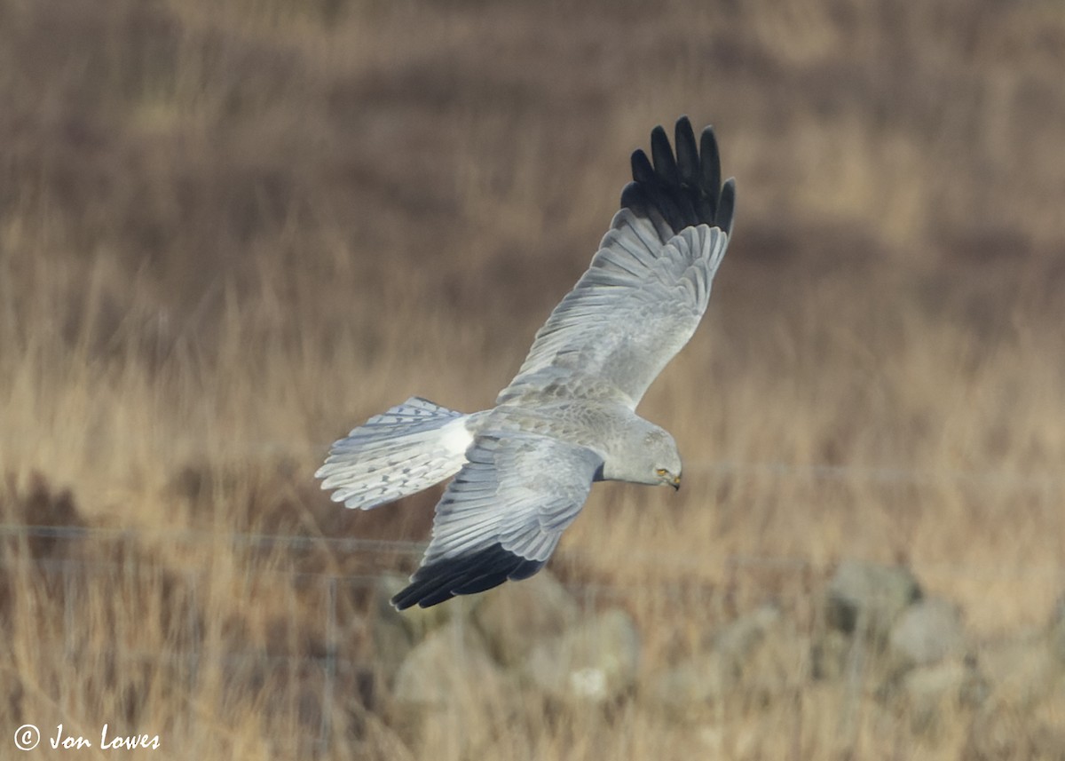 Hen Harrier - ML625740781
